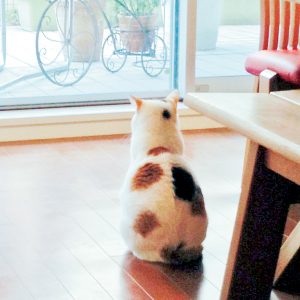 三毛猫（シオ）
